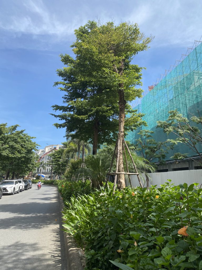 Cập nhật tiến độ xây dựng dự án The Aristo The Manor Central Park ngày 16/6/2025